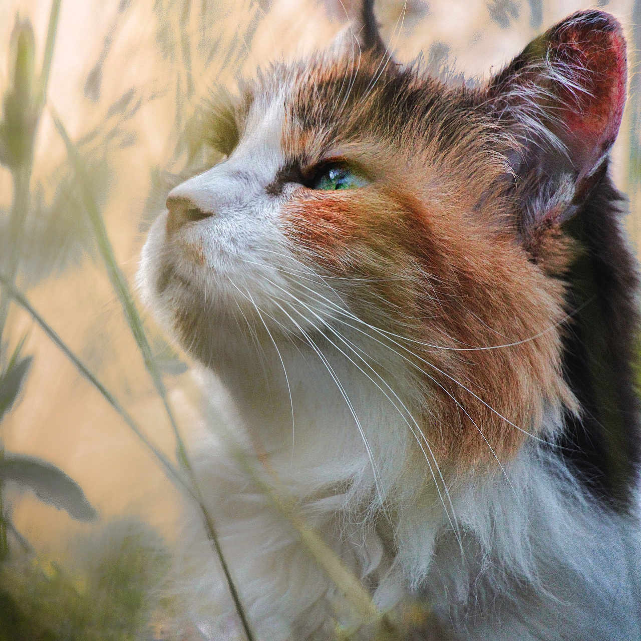 Naya