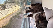 Jinx joined the competition — help win amazing prizes! cat, gray_cat, white_paws, windowsill, window_screen, indoor, pet, animal, relaxed, resting, daylight, house, suburban, curtain, fur, whiskers, green_eyes, looking_outside, cozy, home