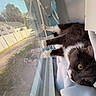 cat, gray_cat, white_paws, windowsill, window_screen, indoor, pet, animal, relaxed, resting, daylight, house, suburban, curtain, fur, whiskers, green_eyes, looking_outside, cozy, home