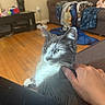 Jinx is registered to the contest to win money with this photo: cat, hand, petting, couch, living_room, blanket, wooden_floor, furniture, indoor, relaxation, gray_cat, white_cat, domestic_animal, comfort, cozy, table, background, home, person, animal