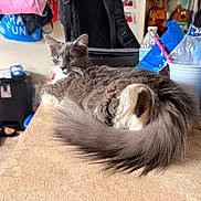 Jinx joined the competition — help win amazing prizes! cat, gray_cat, fluffy_tail, indoor, countertop, household_items, bags, chair, water_bottle, pencil, cup, background, furniture, relaxed, pet, domestic_animal, fur, tabletop, cozy, room