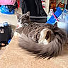 cat, gray_cat, fluffy_tail, indoor, countertop, household_items, bags, chair, water_bottle, pencil, cup, background, furniture, relaxed, pet, domestic_animal, fur, tabletop, cozy, room