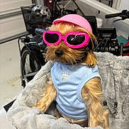 Stella is registered to the contest to win money with this photo: dog, small_dog, helmet, pink_helmet, sunglasses, pink_sunglasses, heart_shaped_sunglasses, blue_shirt, plush_basket, furry, pet, indoor, bike, bicycle, garage, cute, fashion, accessories, animal, portrait