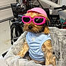 dog, small_dog, helmet, pink_helmet, sunglasses, pink_sunglasses, heart_shaped_sunglasses, blue_shirt, plush_basket, furry, pet, indoor, bike, bicycle, garage, cute, fashion, accessories, animal, portrait