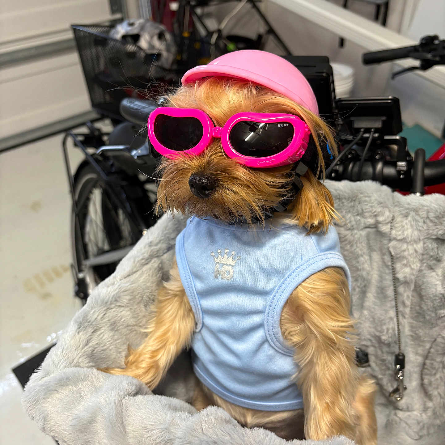Stella is registered to the contest to win money with this photo: dog, small_dog, helmet, pink_helmet, sunglasses, pink_sunglasses, heart_shaped_sunglasses, blue_shirt, plush_basket, furry, pet, indoor, bike, bicycle, garage, cute, fashion, accessories, animal, portrait