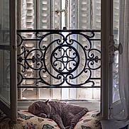 Jerry participe au concours pour gagner de l'argent avec cette photo : cat, sleeping, pillow, window, open_window, shutters, wrought_iron, decorative_ironwork, gray_cat, indoor, cozy, resting, natural_light, curtain, fabric, butterfly_pattern, plaid_blanket, quiet, peaceful, home