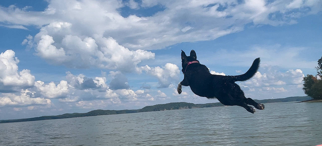 Dani is registered to the contest to win money with this photo: canidae, carnivore, cloud, cumulus, dog, dog_breed, extreme_sport, happy, lake, leisure, ocean, people_in_nature, recreation, sky, sporting_group, sports, water, wave, wind, wind_wave