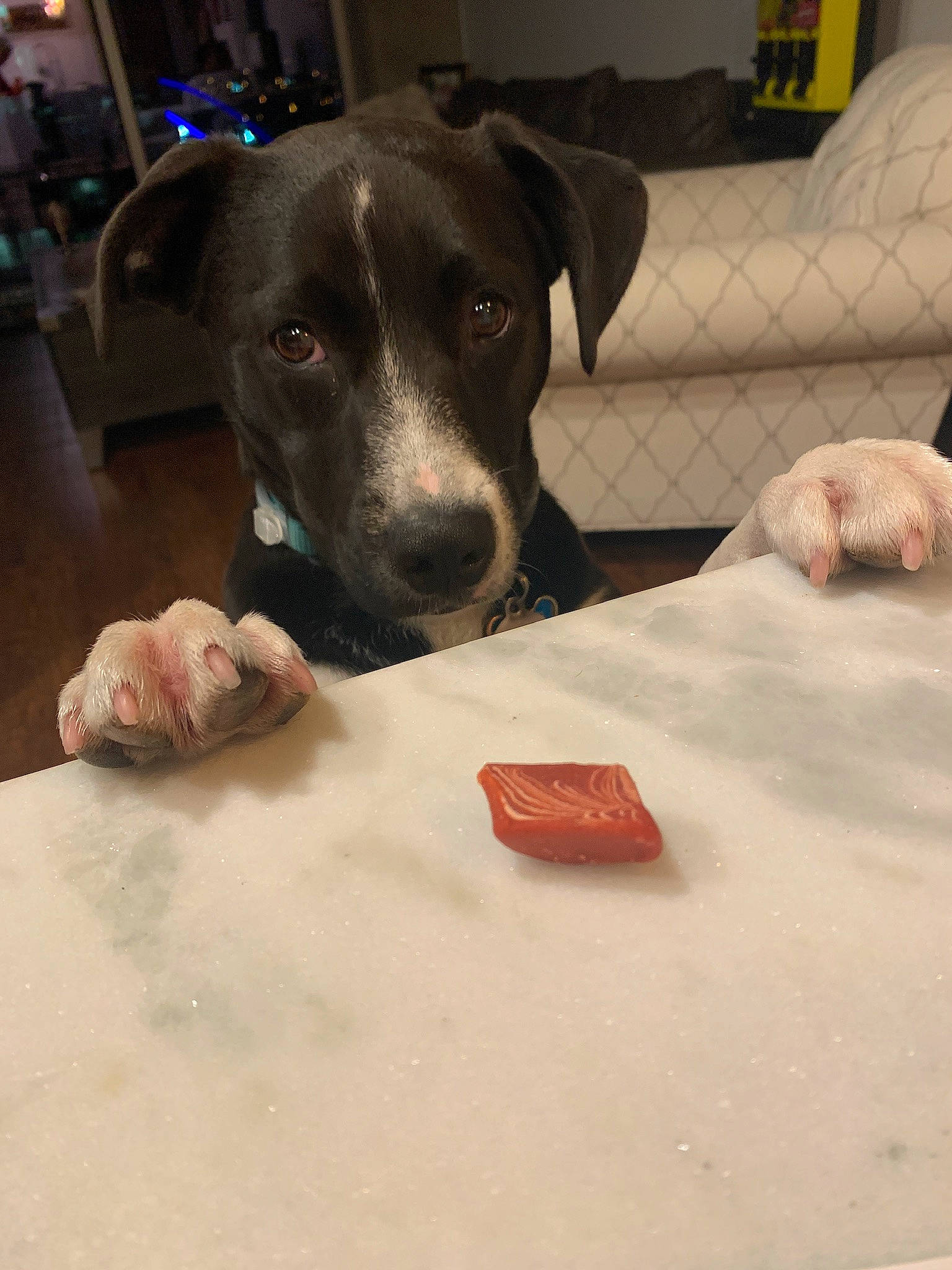 Dani is registered to the contest to win money with this photo: carnivore, collar, comfort, companion_dog, dog, dog_breed, dog_supply, fawn, flooring, guard_dog, linens, non_sporting_group, pet_supply, snout, whiskers, working_animal