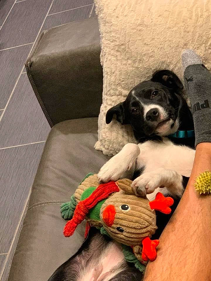 Dani is registered to the contest to win money with this photo: canidae, carnivore, comfort, companion_dog, couch, dog, dog_breed, dog_supply, fawn, fur, happy, human_leg, lap, pillow, sitting, snout, sporting_group, thigh, toy, working_animal