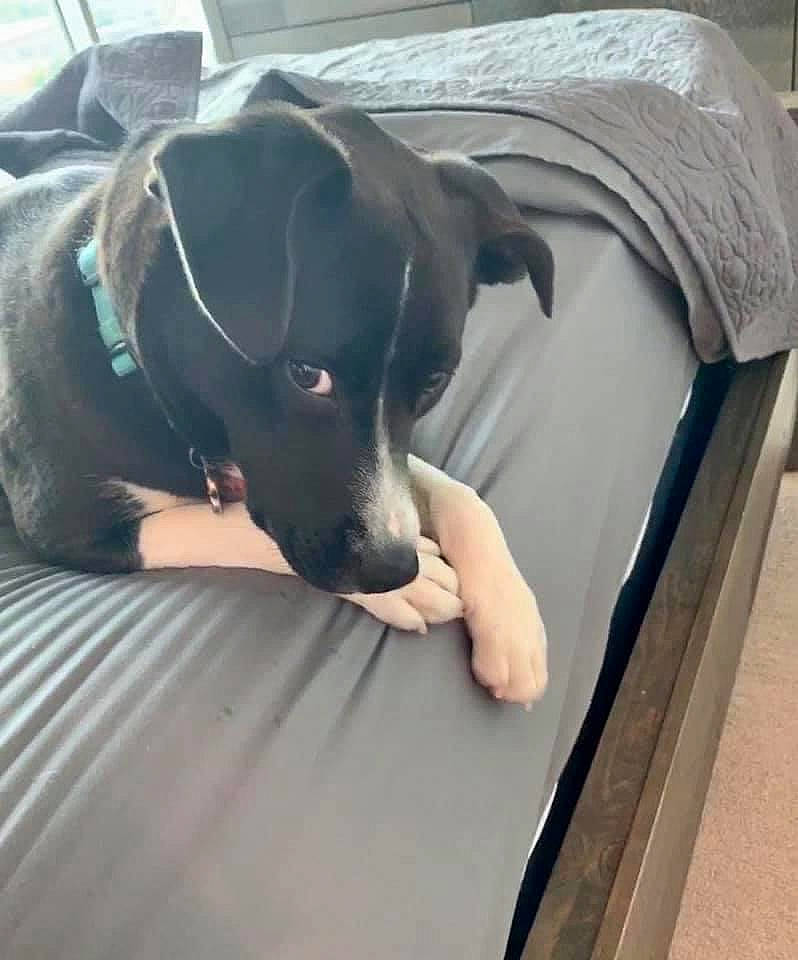 Dani is registered to the contest to win money with this photo: borador, canidae, carnivore, collar, comfort, companion_dog, couch, dog, dog_breed, dog_collar, fawn, grey, guard_dog, pet_supply, puppy, sitting, snout, sporting_group, windshield, working_animal