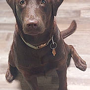 Kiki is registered to the contest to win money with this photo: dog, labrador, chocolate_labrador, pet, canine, brown_dog, collar, indoor, wooden_floor, sitting, looking_up, animal, domestic_animal, friendly, cute, fur, ears, tail, paw, companion
