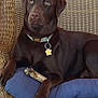 Kiki is registered to the contest to win money with this photo: dog, labrador, chocolate, pet, animal, wicker_chair, cushion, bone, indoor, relaxed, collar, tag, brown, fur, paw, snout, ears, furniture, home, decor