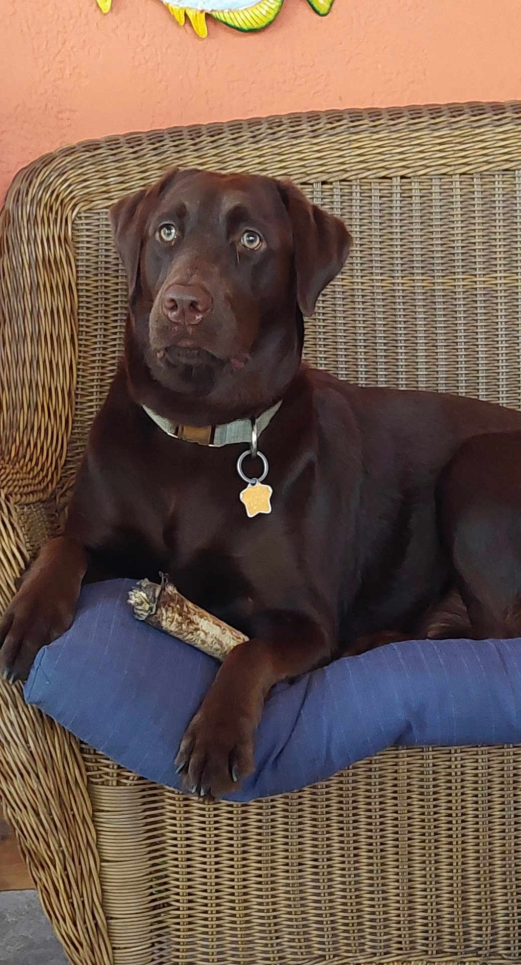 Kiki is registered to the contest to win money with this photo: dog, labrador, chocolate, pet, animal, wicker_chair, cushion, bone, indoor, relaxed, collar, tag, brown, fur, paw, snout, ears, furniture, home, decor