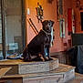 Kiki joined the competition — help win amazing prizes! dog, labrador, brown_dog, wooden_stairs, indoor, wall_decor, lamp, shoes, rustic, pet, animal, collar, seated, room, furniture, window, mirror, orange_wall, quiet, cozy