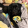 animal, banana_plush, bed, black_dog, blanket, comfort, cozy, cute, dog, fur, home, indoor, looking_at_camera, lying_down, pet, playful, plush_toy, relaxed, soft_toys, stuffed_animal