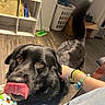 animal, black_dog, bracelet, canine, cardboard_box, closeup, companion, cute, dog, domestic_animal, flooring, friendly, furniture, human_hand, indoor, laundry_basket, pet, shelf, tongue_out, wood_floor