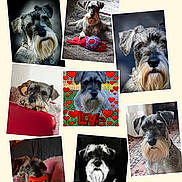 Orphée a rejoint le concours — aidez-le/la à gagner de superbes lots ! affenpinscher, airedale, animal, art, beverage, blackboard, canine, coffee, coffeecup, collage, cup, dog, face, head, person, pet, photography, puppy, terrier, whitedog