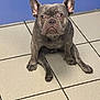 Ryuk a rejoint le concours — aidez-le/la à gagner de superbes lots ! alert, animal, blue_wall, canine, companion, cute, dog, domestic_animal, ears_up, french_bulldog, indoor, looking_at_camera, paw, pet, portrait, short_hair, sitting, small_dog, tile_floor, wrinkled_face