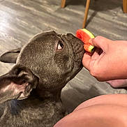 Ryuk participe au concours pour gagner de l'argent avec cette photo : animal, brown, close_up, curious, dog, ears, face, floor, flooring, food, french_bulldog, hand, human, indoor, legs, pet, skin, sniffing, watermelon, wooden_furniture