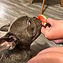 animal, brown, close_up, curious, dog, ears, face, floor, flooring, food, french_bulldog, hand, human, indoor, legs, pet, skin, sniffing, watermelon, wooden_furniture