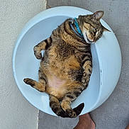 Diego a rejoint le concours — aidez-le/la à gagner de superbes lots ! cat, tabby_cat, pet, animal, feline, relaxed, indoor, basin, white_basin, fluffy, fur, paw, claws, collar, concrete_floor, wall, bare_feet, cute, lazy, resting