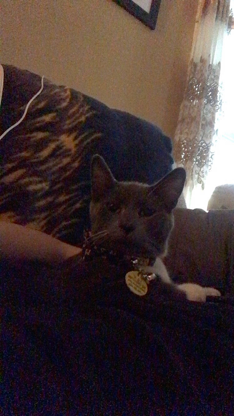 Johnny is registered to the contest to win money with this photo: carnivore, cat, domestic_short_haired_cat, fawn, felidae, kitten, mammal, small_to_medium_sized_cats, whiskers