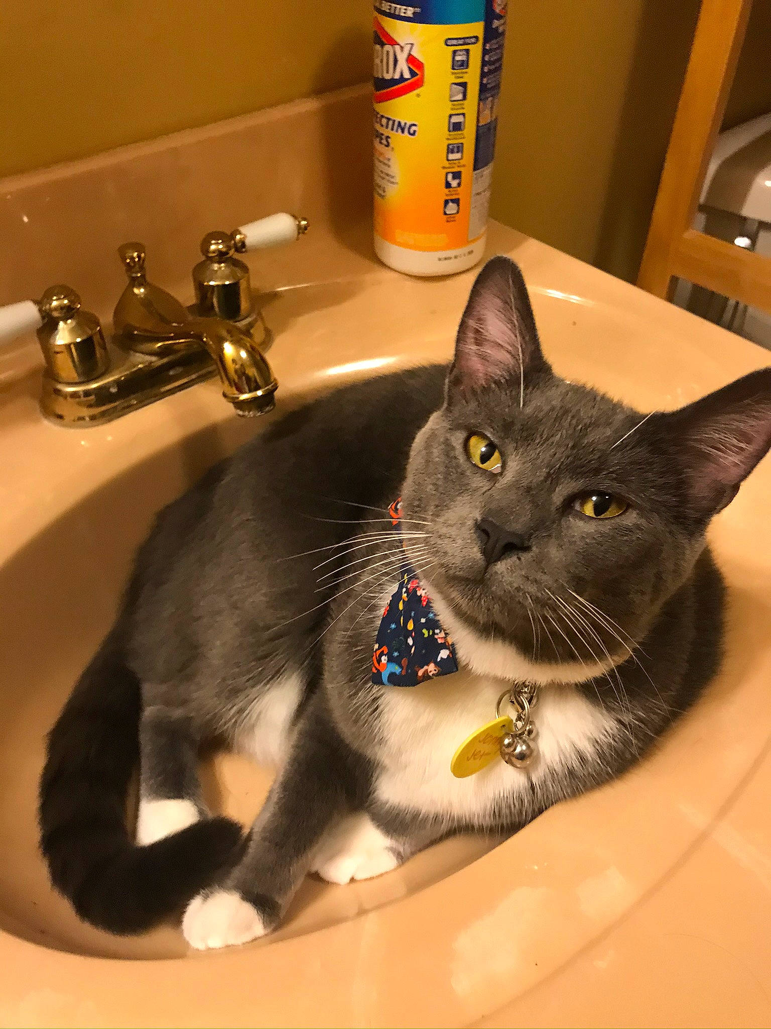 Johnny joined the competition — help win amazing prizes! asian, black_cat, carnivore, cat, chartreux, domestic_short_haired_cat, european_shorthair, felidae, kitten, korat, mammal, nebelung, russian_blue, small_to_medium_sized_cats, snout, whiskers