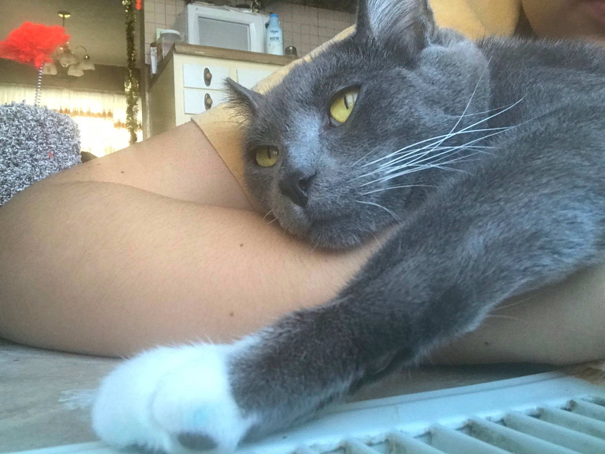 Johnny joined the competition — help win amazing prizes! asian, british_shorthair, burmese, carnivore, cat, chartreux, claw, domestic_long_haired_cat, domestic_short_haired_cat, european_shorthair, felidae, fur, korat, mammal, nebelung, polydactyl_cat, russian_blue, small_to_medium_sized_cats, snout, whiskers