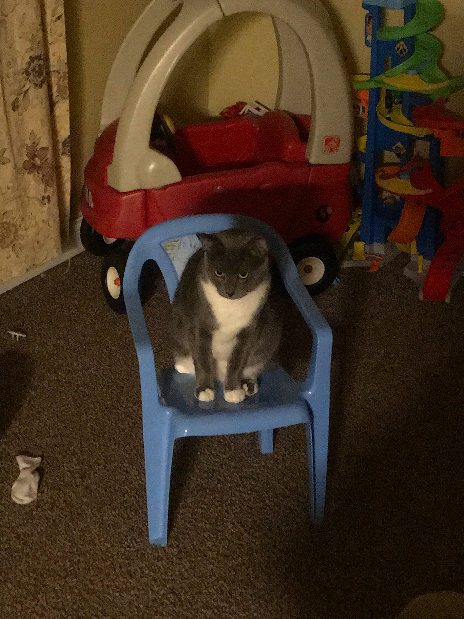 Johnny is registered to the contest to win money with this photo: cat, chair, fawn, felidae, small_to_medium_sized_cats, tail