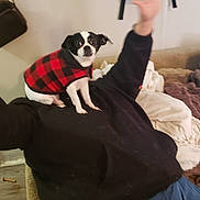 Goober joined the competition — help win amazing prizes! dog, small_dog, pet_clothing, indoor, person, black_hoodie, blue_jeans, couch, blanket, backpack, wood_floor, relaxed, casual, seated, furniture, home, alert, red_and_black_checkered, sweater, raised_arm