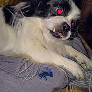 Cow Mcchicken is registered to the contest to win money with this photo: animal, background, black_and_white, close_up, dog, fabric, flash, fur, furniture, indoors, lying_down, paw, pet, red_eyes, snout, teeth, toy, whiskers, wicker_basket, yellow