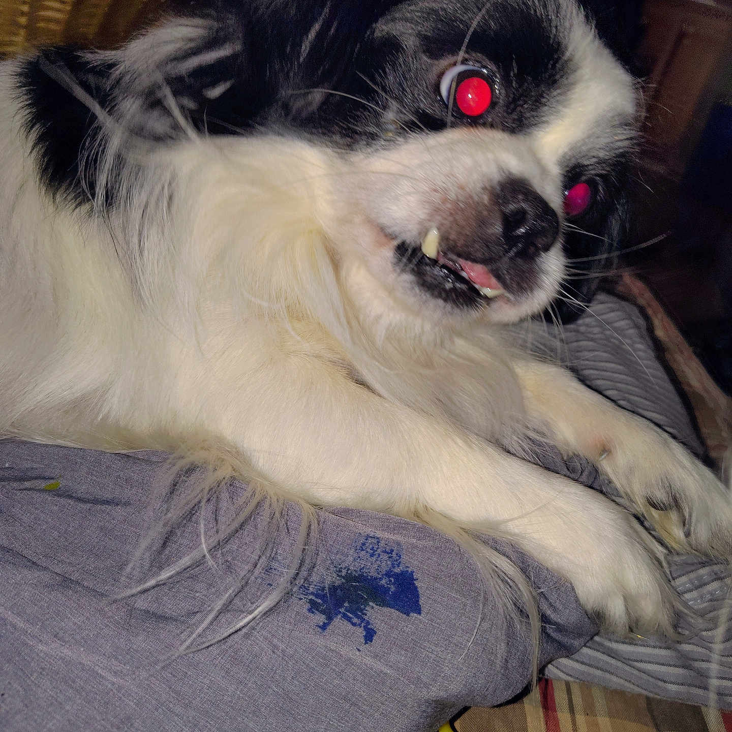 Cow Mcchicken is registered to the contest to win money with this photo: animal, background, black_and_white, close_up, dog, fabric, flash, fur, furniture, indoors, lying_down, paw, pet, red_eyes, snout, teeth, toy, whiskers, wicker_basket, yellow