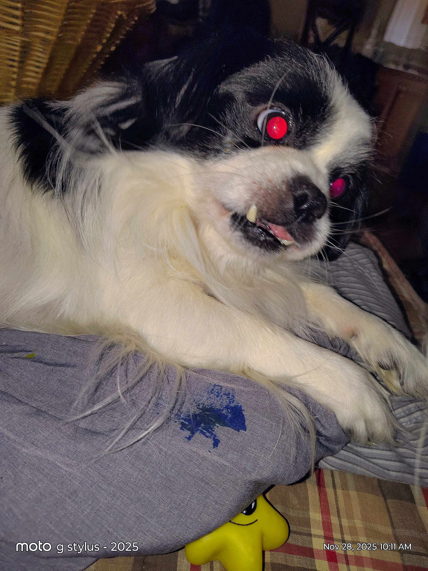 Cow Mcchicken is registered to the contest to win money with this photo: animal, background, black_and_white, close_up, dog, fabric, flash, fur, furniture, indoors, lying_down, paw, pet, red_eyes, snout, teeth, toy, whiskers, wicker_basket, yellow