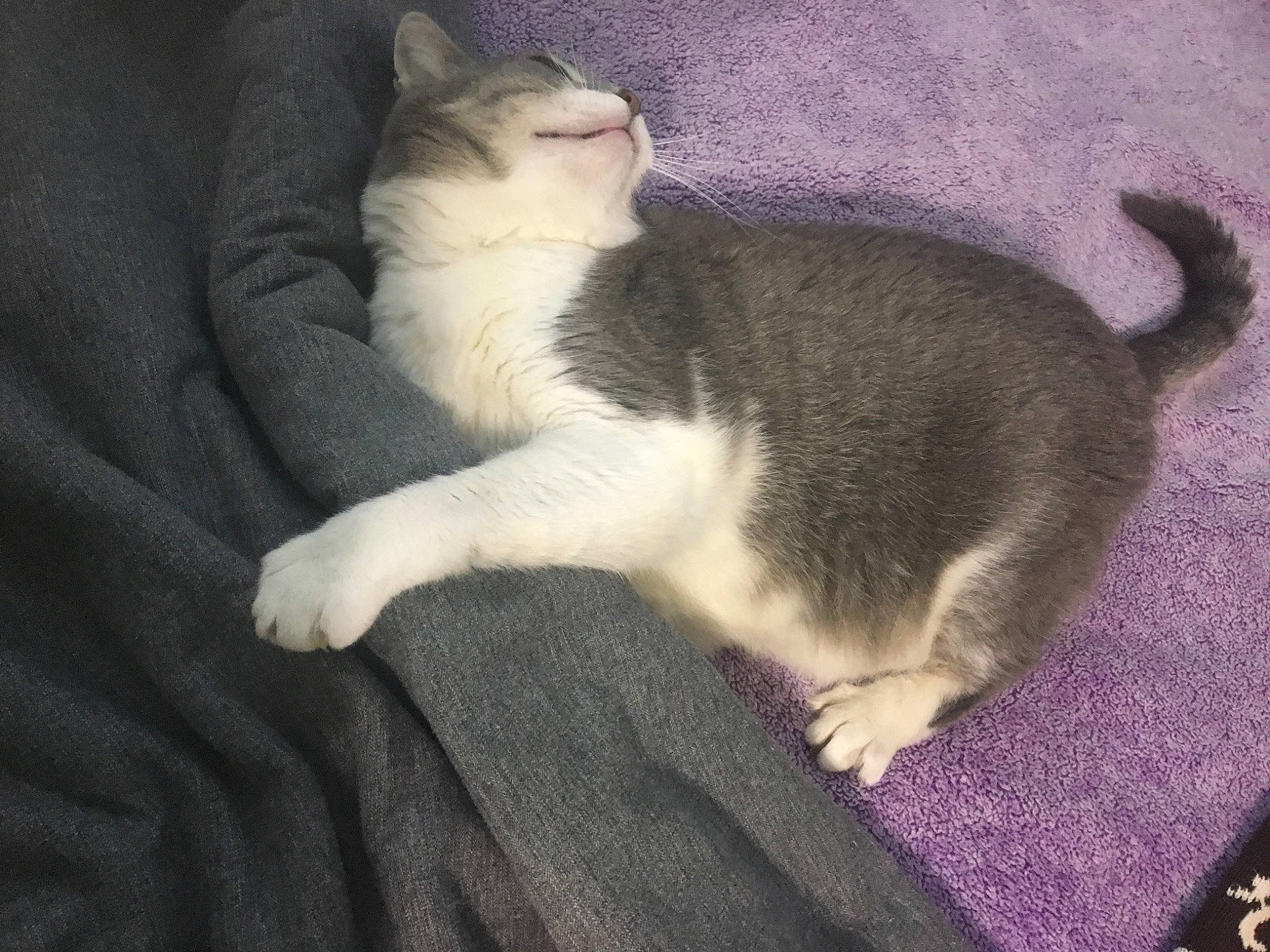 Juliet joined the competition — help win amazing prizes! carnivore, cat, claw, comfort, domestic_short_haired_cat, felidae, foot, fur, grey, lap, paw, sitting, small_to_medium_sized_cats, snout, tail, whiskers