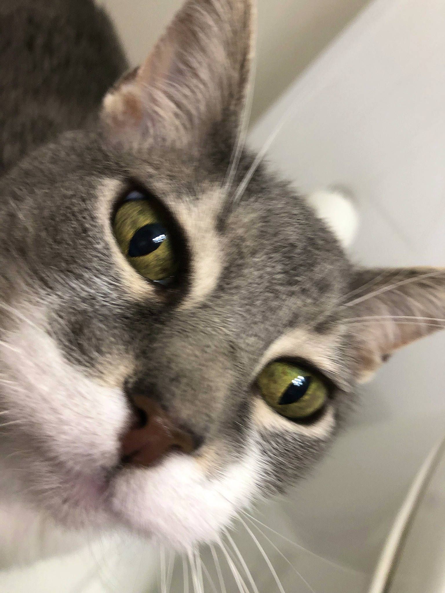 Juliet is registered to the contest to win money with this photo: carnivore, cat, close_up, domestic_short_haired_cat, ear, eye, felidae, fur, head, iris, small_to_medium_sized_cats, snout, terrestrial_animal, whiskers