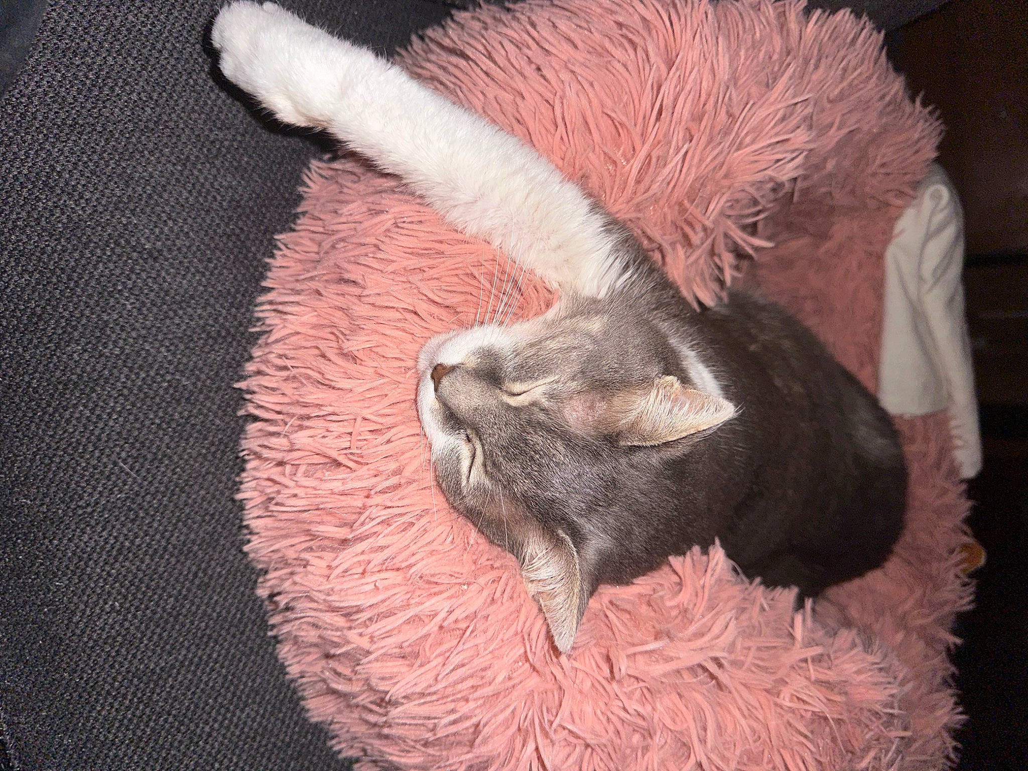 Juliet joined the competition — help win amazing prizes! canidae, claw, close_up, dog_breed, ear, fawn, felidae, fur, fur_clothing, goats, horn, liver, paw, small_to_medium_sized_cats, snout, sporting_group, tail, terrestrial_animal, whiskers, wildlife