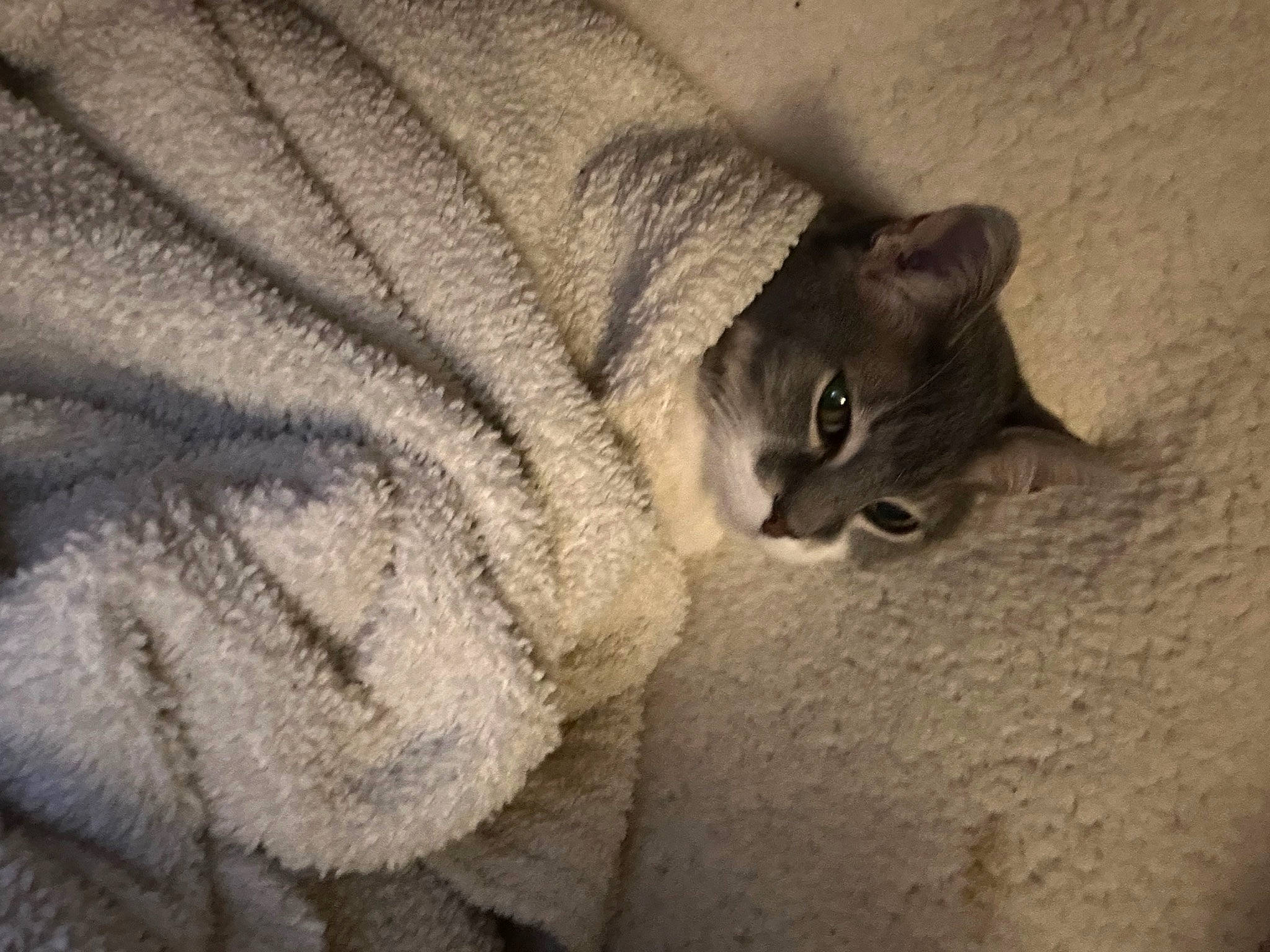 Juliet is registered to the contest to win money with this photo: carnivore, cat, domestic_short_haired_cat, door, ear, fawn, felidae, fur, grey, paw, small_to_medium_sized_cats, snout, tail, thread, whiskers, window, wood, wool, woolen, wrinkle