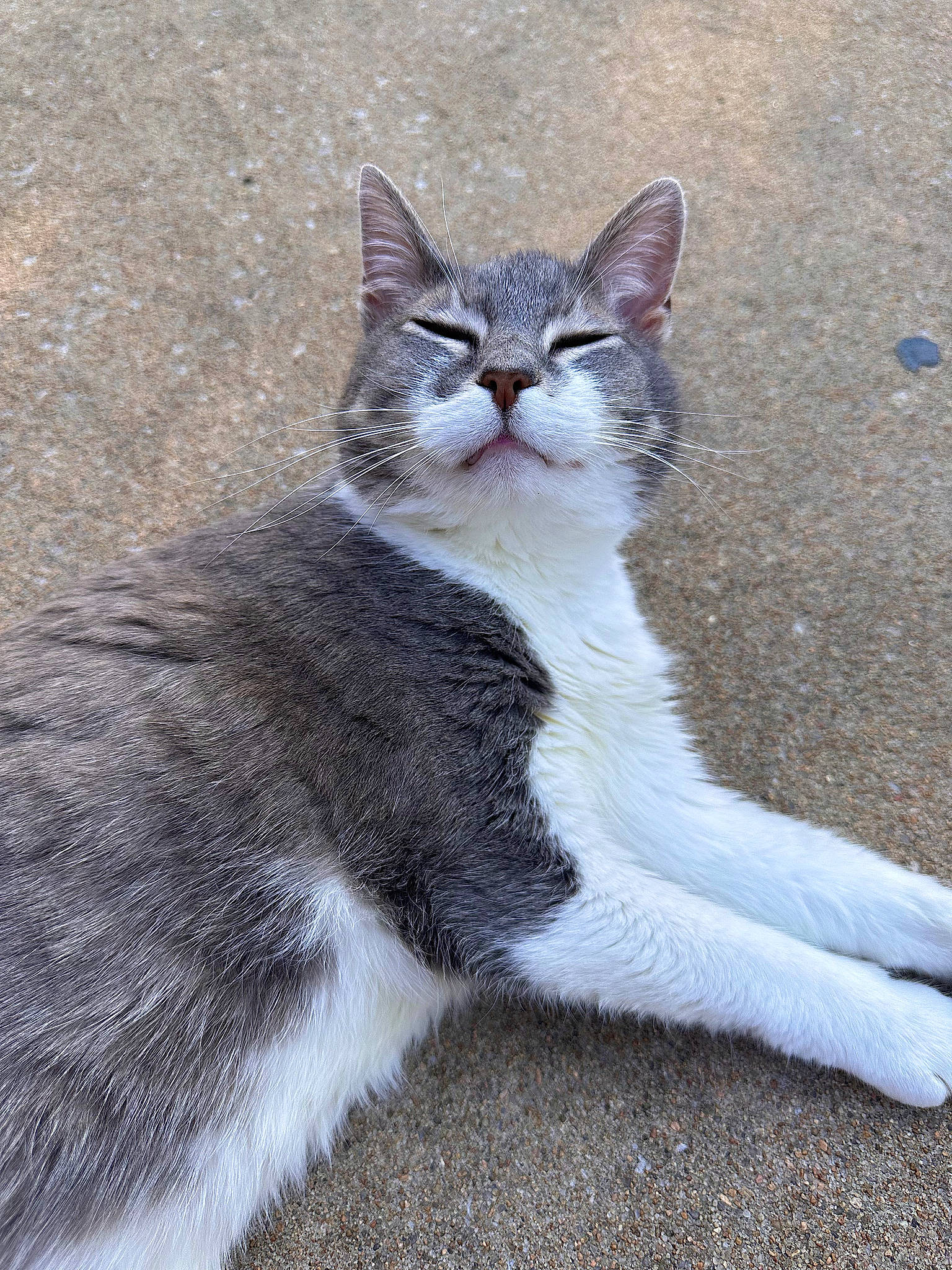 Juliet is registered to the contest to win money with this photo: carnivore, cat, domestic_short_haired_cat, felidae, foot, fur, grey, paw, road_surface, small_to_medium_sized_cats, snout, tail, terrestrial_animal, whiskers, wildlife