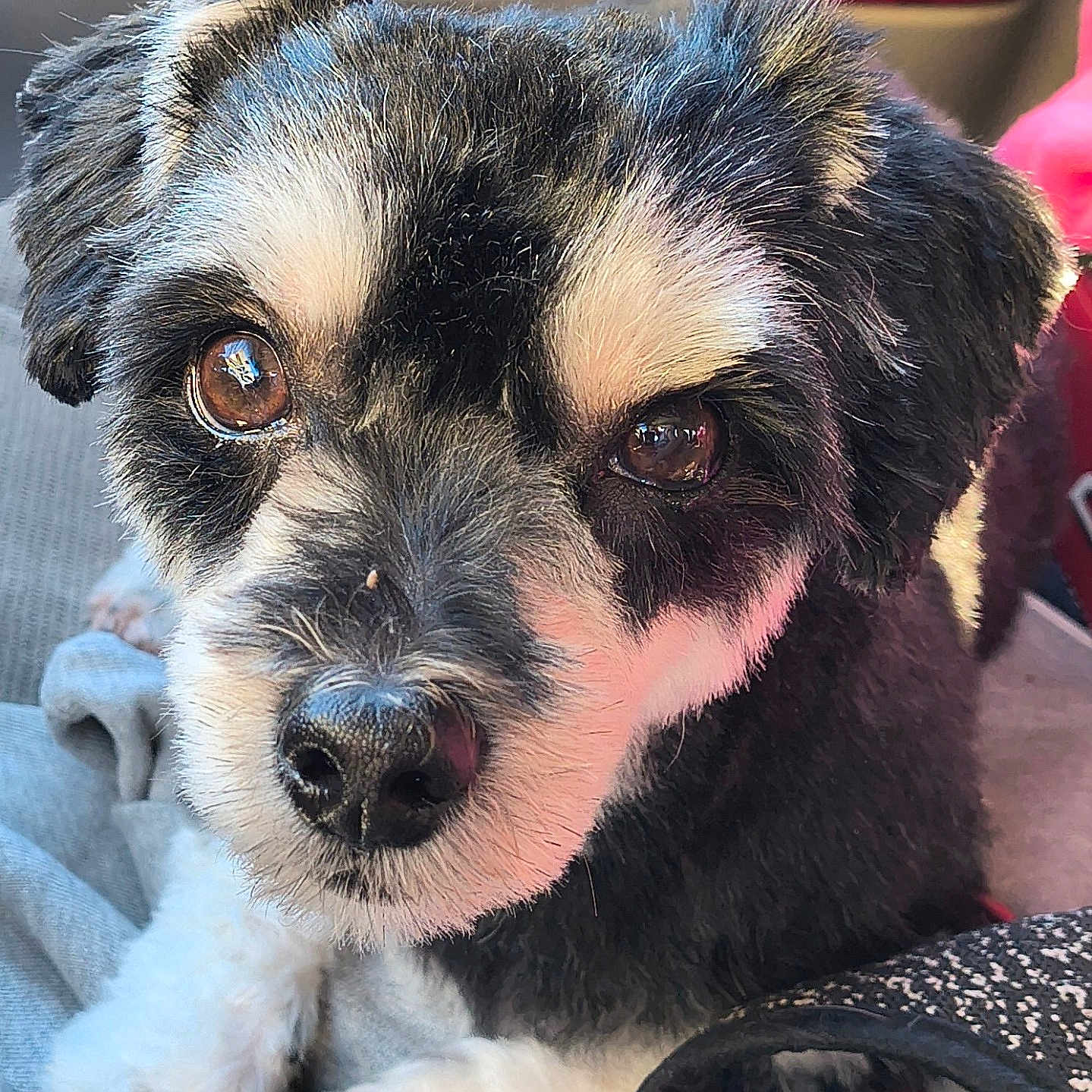 Sir Oliver is registered to the contest to win money with this photo: affenpinscher, animal, canine, chihuahua, cockerspaniel, couch, cushion, dog, furniture, homedecor, hound, husky, machine, papillon, pet, poodle, puppy, spoke, terrier, whitedog