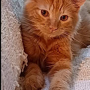Merlin a rejoint le concours — aidez-le/la à gagner de superbes lots ! cat, orange_cat, fluffy, pet, animal, feline, cute, relaxed, lying_down, cozy, blanket, white_blanket, close_up, whiskers, ears, paws, indoor, domestic, curious, soft_fur