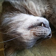 Wolfie is registered to the contest to win money with this photo: animal, cat, close_up, domestic_cat, ear, fang, feline, fur, indoor, lying_down, muzzle, nose, pet, relaxed, resting, side_view, sleepy, soft_light, texture, whiskers