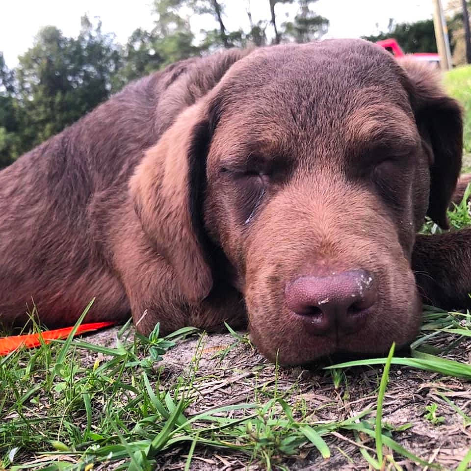 Trigger is registered to the contest to win money with this photo: canidae, carnivore, companion_dog, dog, dog_breed, fawn, grass, gun_dog, hunting_dog, labrador_retriever, liver, natural_material, plant, sky, snout, sporting_group, terrestrial_animal, tree, whiskers, working_animal