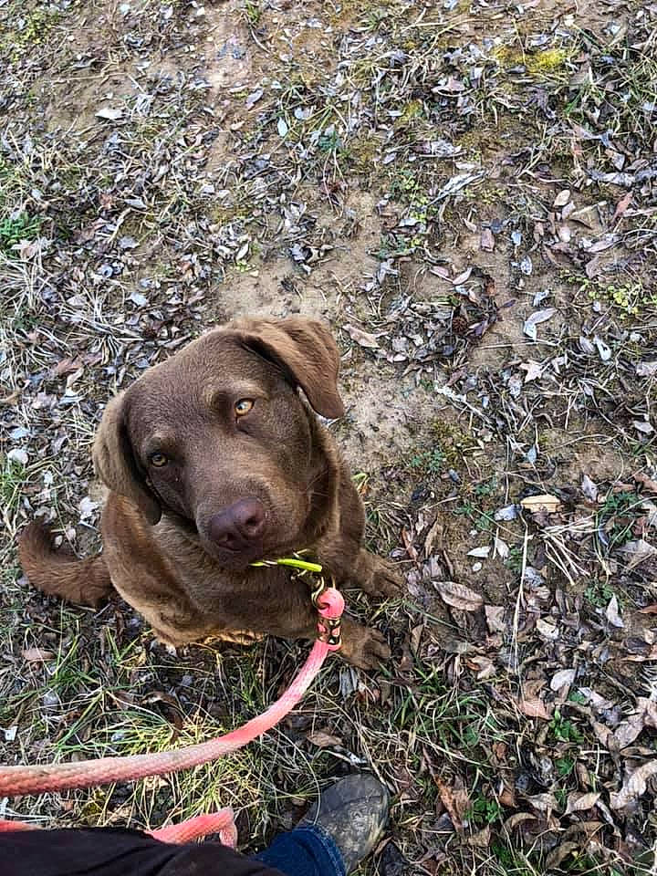 Trigger is registered to the contest to win money with this photo: adventure, canidae, carnivore, collar, companion_dog, dog, dog_breed, dog_collar, fawn, grass, groundcover, gun_dog, hat, liver, snout, soil, sporting_group, sun_hat, terrestrial_animal, working_animal