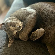Blue joined the competition — help win amazing prizes! cat, sleeping, grey_cat, fur, pet, animal, cozy, closeup, paw, relaxed, soft, indoor, resting, cute, mammal, feline, whiskers, nap, peaceful, domestic_cat
