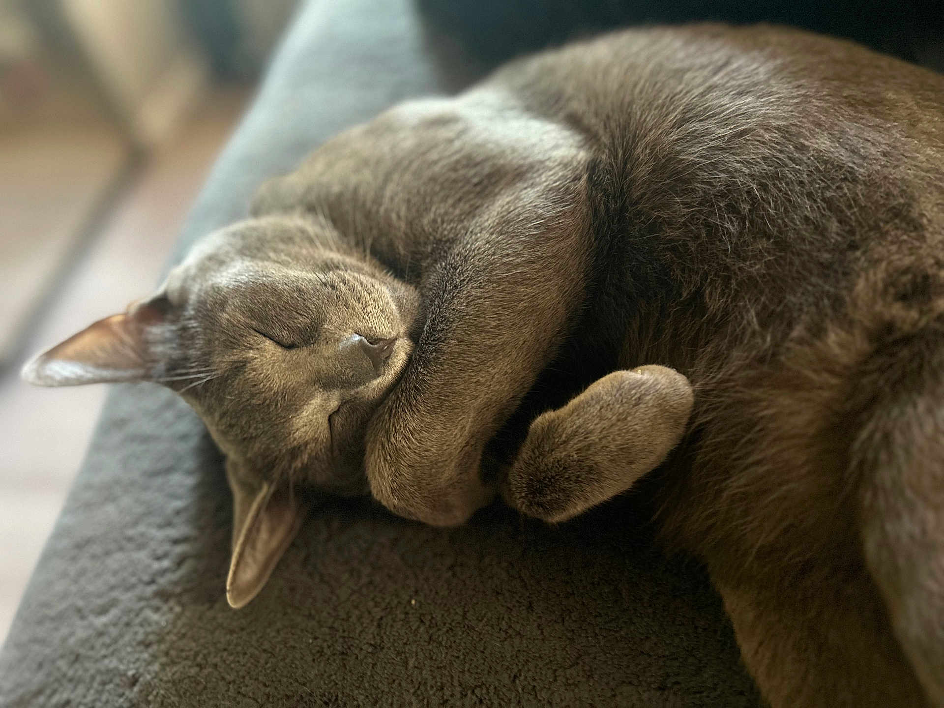 Blue joined the competition — help win amazing prizes! cat, sleeping, grey_cat, fur, pet, animal, cozy, closeup, paw, relaxed, soft, indoor, resting, cute, mammal, feline, whiskers, nap, peaceful, domestic_cat