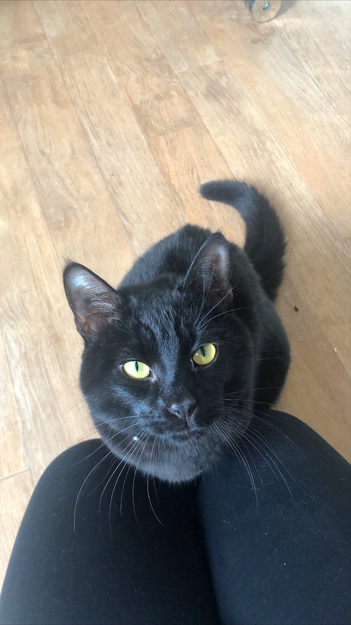 Pixel participe au concours pour gagner de l'argent avec cette photo : asian, black_cat, bombay, british_shorthair, carnivore, cat, domestic_short_haired_cat, felidae, fur, korat, mammal, small_to_medium_sized_cats, snout, vertebrate, whiskers