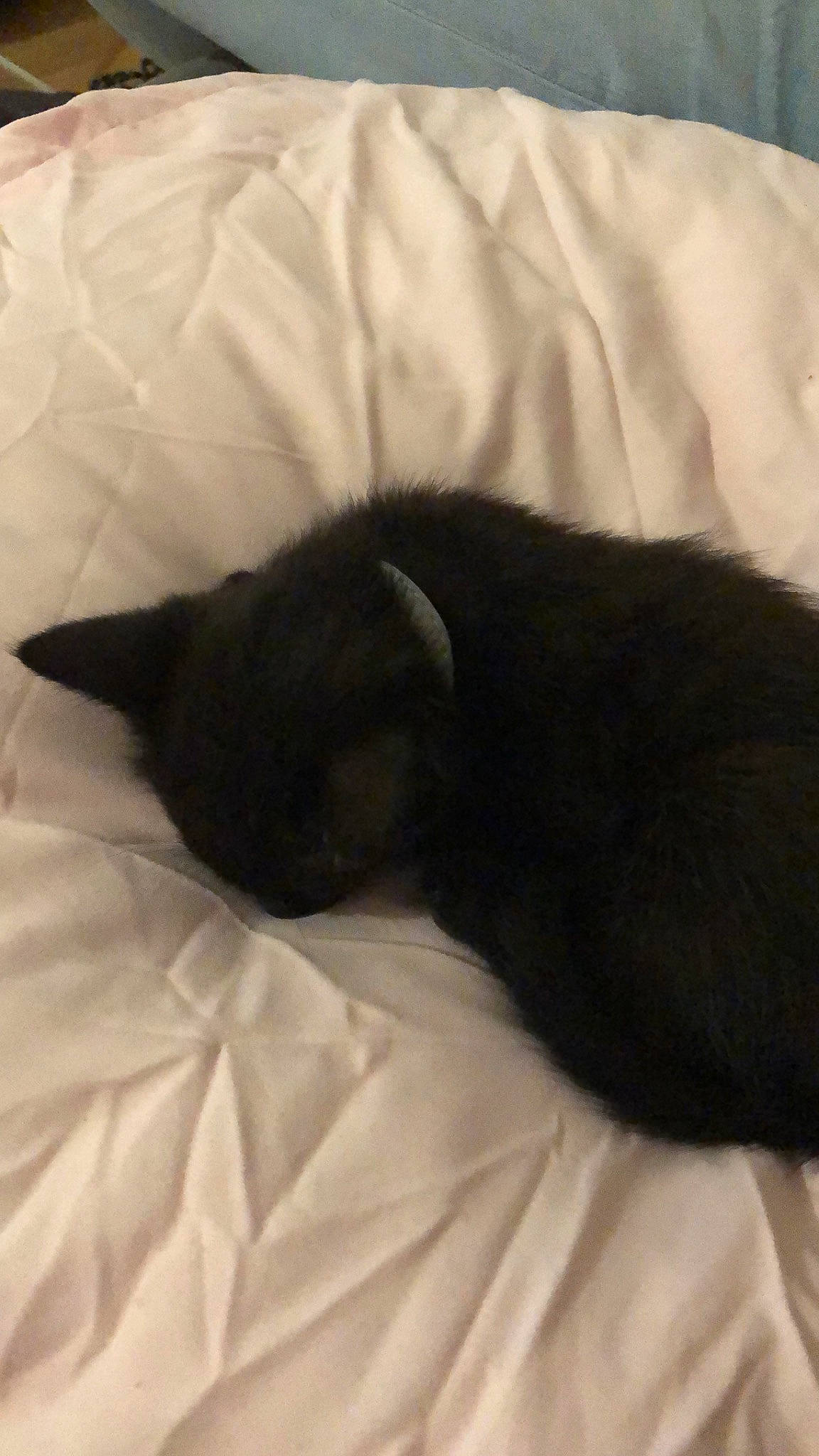 Pixel participe au concours pour gagner de l'argent avec cette photo : bed, black_cat, carnivore, cat, comfort, felidae, nap, sleep, small_to_medium_sized_cats, tail, whiskers