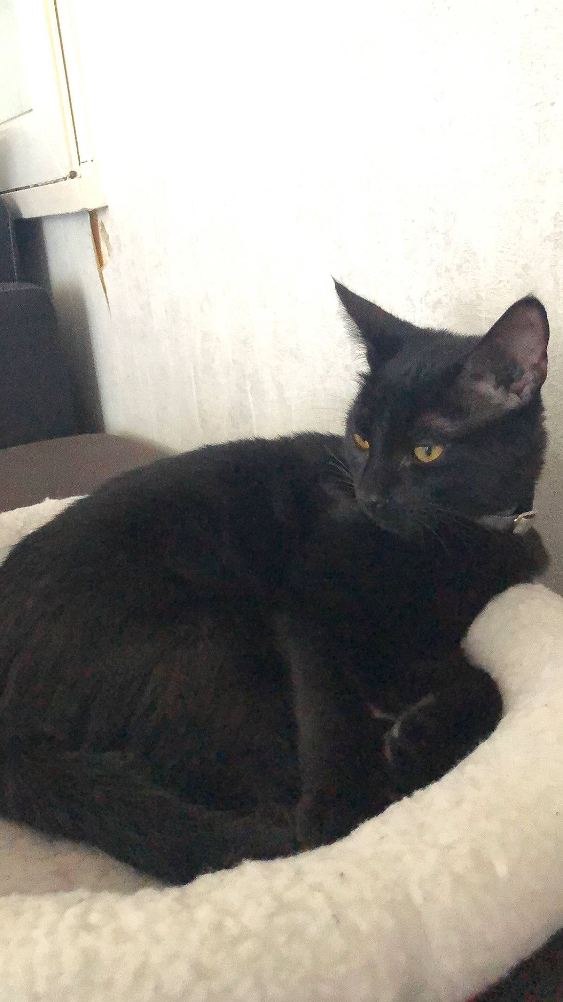 Pixel participe au concours pour gagner de l'argent avec cette photo : asian, black, black_cat, bombay, carnivore, cat, domestic_short_haired_cat, felidae, fur, kitten, korat, small_to_medium_sized_cats, tail, whiskers