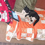 Beans joined the competition — help win amazing prizes! animal, bed, bedroom, blanket, cat, computer, couch, cushion, electronics, furniture, homedecor, indoors, laptop, linen, mobilephone, pc, pet, phone, quilt, room