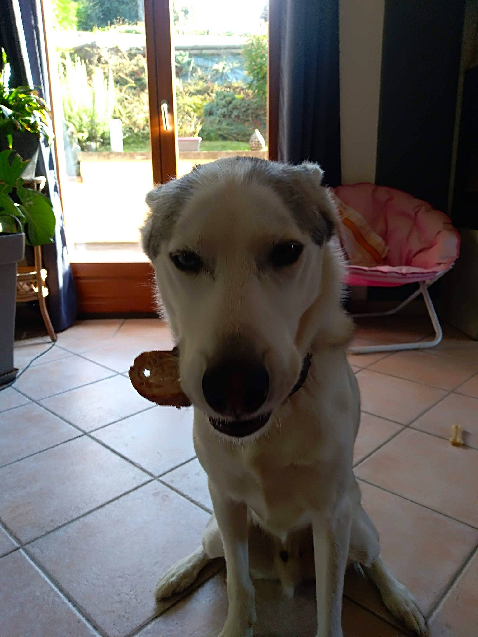 Masko a rejoint le concours — aidez-le/la à gagner de superbes lots ! carnivore, collar, companion_dog, dog, dog_breed, dog_collar, dog_supply, fawn, floor, flooring, flowerpot, hardwood, houseplant, pet_supply, plant, sporting_group, tail, whiskers, wood, working_animal